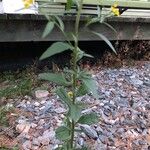 Erysimum cheiranthoides Lapas