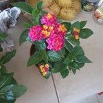 Lantana aculeata Flors