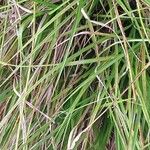 Carex divulsa Folha