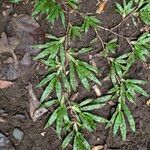 Axonopus compressus Leaf