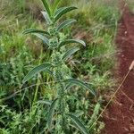 Meiosperma bracteatum Φύλλο