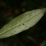 Duguetia calycina Blatt