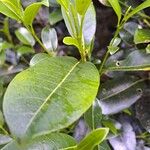Melicope borbonica 葉