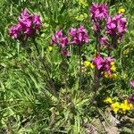 Pedicularis cenisia Flower