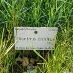 Dianthus crinitus Liść