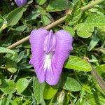 Centrosema brasilianum Flower