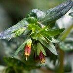 Cerinthe tenuiflora 花