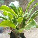 Euphorbia neriifolia List