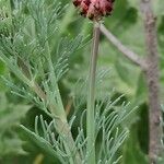 Platycapnos spicata Flor