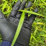 Persicaria decipiens Leaf