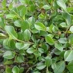 Salix alpina Leaf