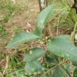 Notelaea longifolia Blatt