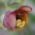 Scrophularia oblongifolia Kvet