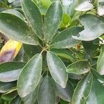 Heptapleurum arboricola Leaf