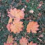 Acer circinatum Feuille