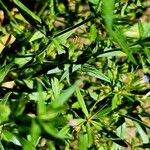 Microsteris gracilis 葉