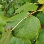 Tilia mongolica Feuille