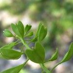 Noccaea perfoliata Fruit