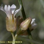 Parolinia glabriuscula Frutto