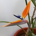 Strelitzia reginaeLorea