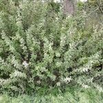 Salix aurita Pokrój