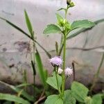 Ageratum conyzoides Цветок