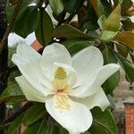 Magnolia virginiana花