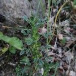 Ononis pusilla Fruto