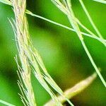 Elymus caninus Flower