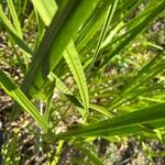 Acorus calamus Hoja