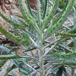 Kalanchoe daigremontiana Blatt