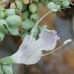 Salvia apiana Flower