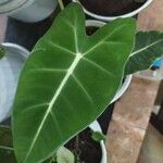 Alocasia micholitziana List