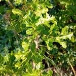 Solanum linnaeanum Lapas