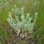 Lychnis flos-jovis Elinympäristö