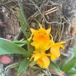 Dendrobium chrysotoxum Flower