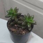Sedum hernandezii Foglia