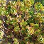 Aeonium balsamiferum 叶