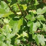 Ribes alpinum Fuelha