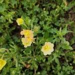 Oenothera laciniata ശീലം