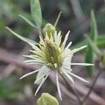 Clematis flammulaFlor