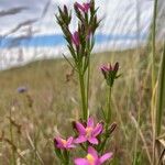 Centaurium littorale Квітка