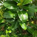 Calophyllum calaba عادت داشتن