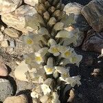 Cistanche violacea Lorea