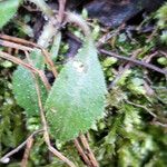 Arabidopsis thaliana Leaf