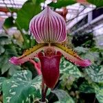 Paphiopedilum acmodontum Květ