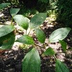 Witheringia coccoloboides Leaf