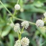 Eryngium elegans Flower