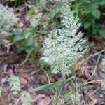 Trisetum paniceum 果実