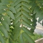 Cassia leptophylla 葉